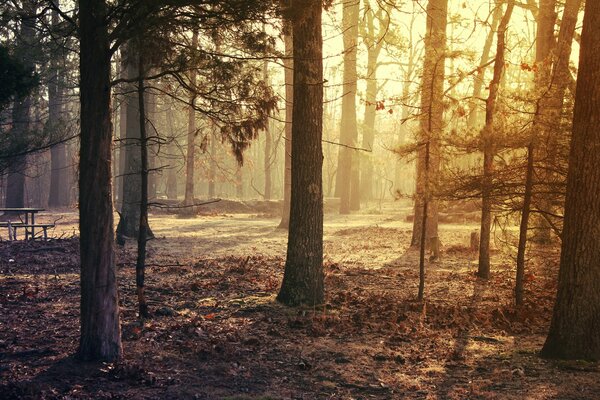 Naturschutzwald im Herbst. Gefallenes Laub