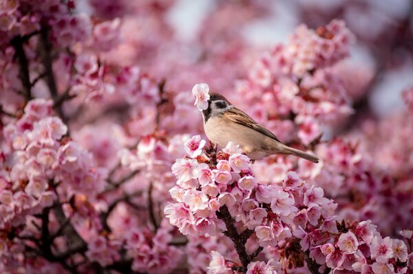 Sparrow collecting material for the nest in the spring