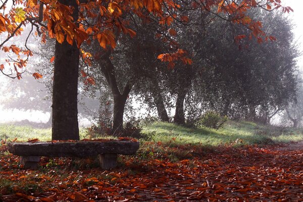 Fin de l automne dans le parc avec des bancs de pierre