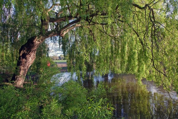 Die Weide senkte die Zöpfe-Äste ins Wasser