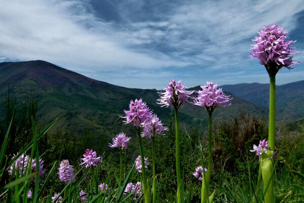 Montagne su sfondo e Fiori Viola in primo piano