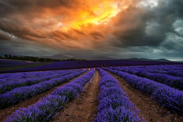 Lavender fields under clouds