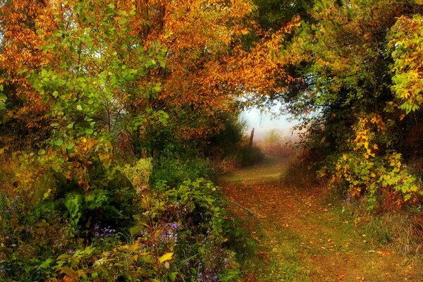 Forêt d automne, toutes les couleurs de l automne