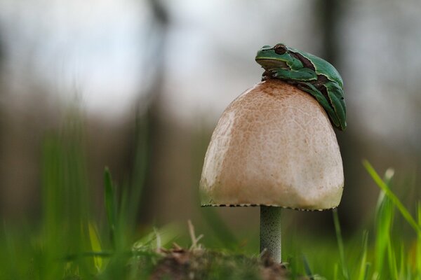 Photo d une grenouille sur un chapeau de champignon. Grenouille verte dans l herbe