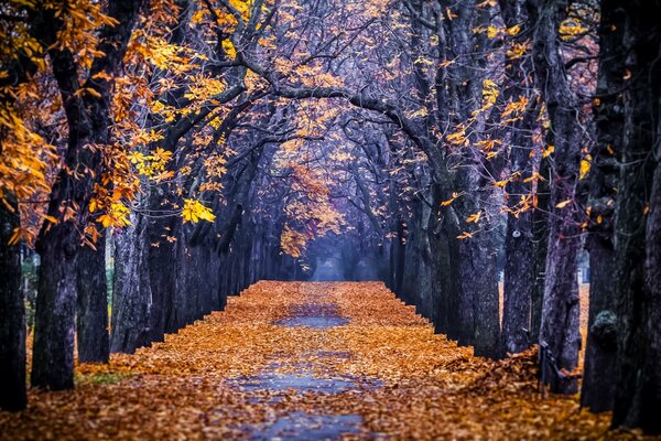 Park usiany kolorowym opadaniem liści