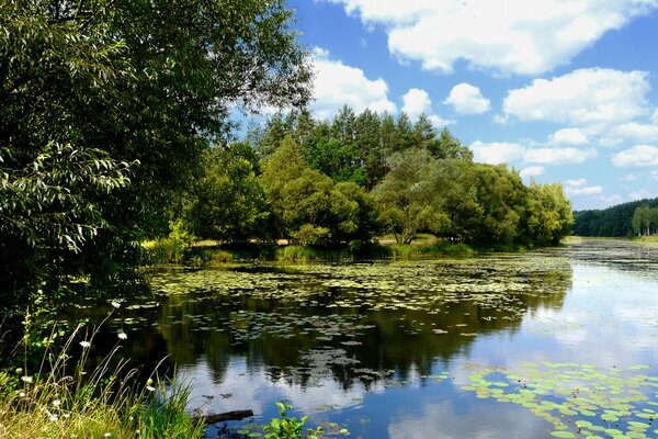 Reflejada por las nubes junto a los árboles y nenúfares