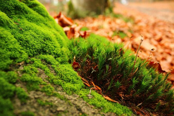 Bright green grass and moss close-up