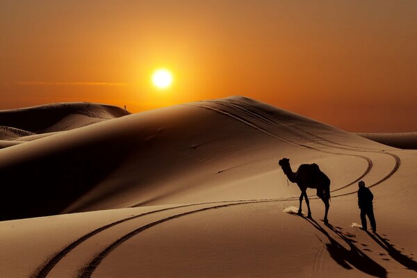 Cammello che nuota attraverso le barchane del deserto della sera