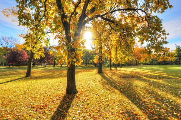 Die Sonne scheint auf die gefallenen Blätter