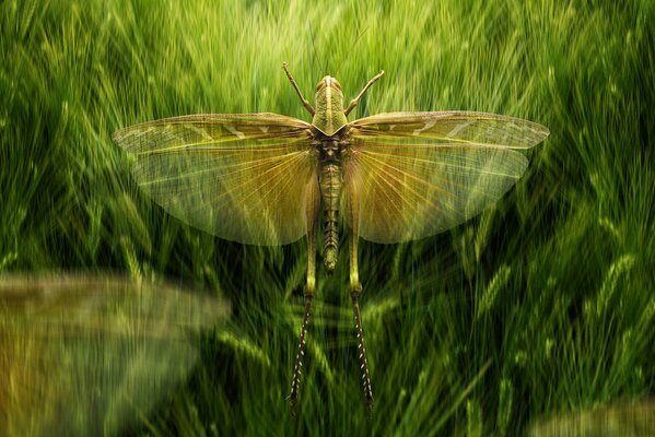 The lead of a swarm of locusts demonstrates the beauty of wings