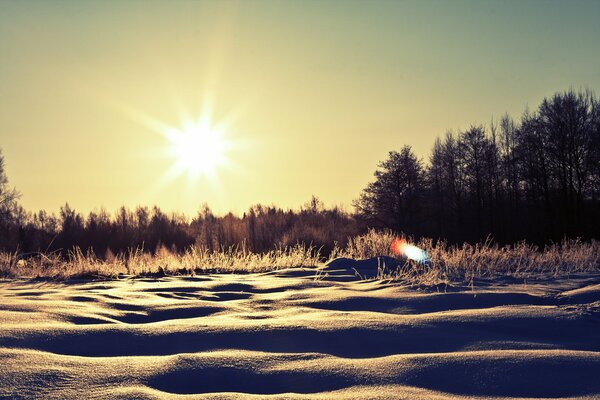 Trees in the light of the winter sun