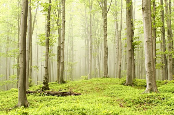 Aspen forest in a misty haze