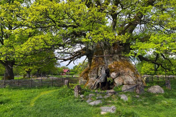 Ein großer Baum, ein Berg. Die Natur