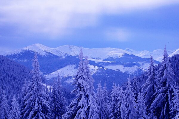 Winter mountains spruce and clouds