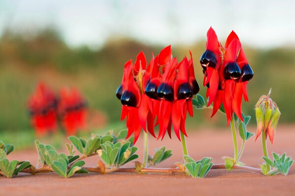 A strange plant with red leaves