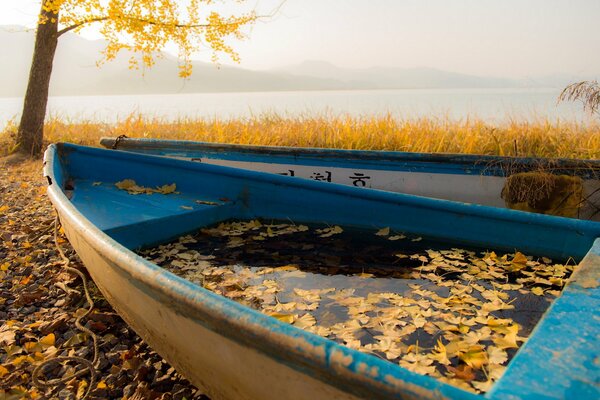 Leaves in boats. Autumn charm