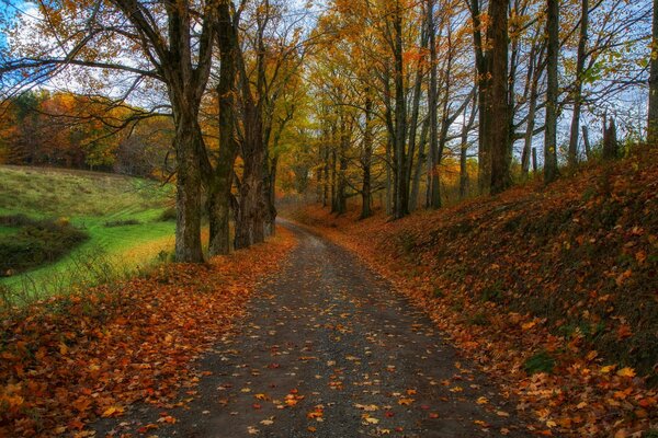 Herbststraße im Wald