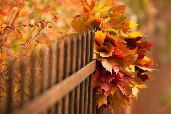 Autumn all shades of red