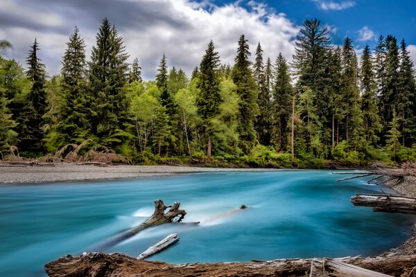 Ein schneller Wasserstrom zieht durch den Pinienwald