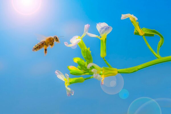 Abeille assis sur une fleur lumineuse sur fond de ciel bleu clair