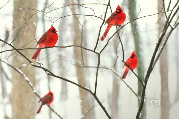 Beautiful plumage of winter birds