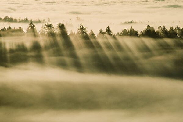 A forest shrouded in a misty haze