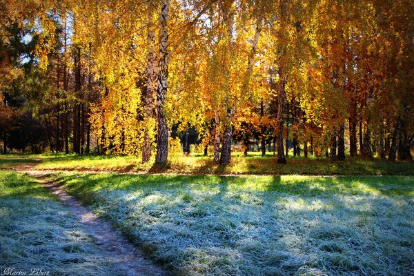 Autumn forest and sun and frost