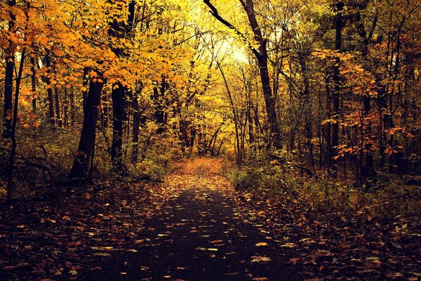 Forest path in the autumn forest