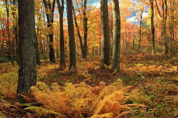 Gelber Herbstwald am Nachmittag