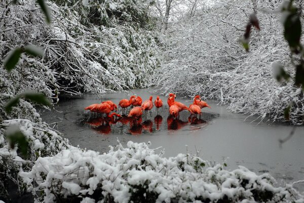 Pink flamingo in a winter pond