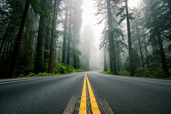 Autoroute au milieu de la forêt dans le brouillard