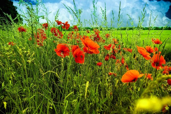 Red poppies among a green field