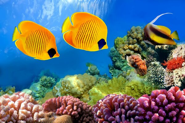 Coral reef and exotic fish