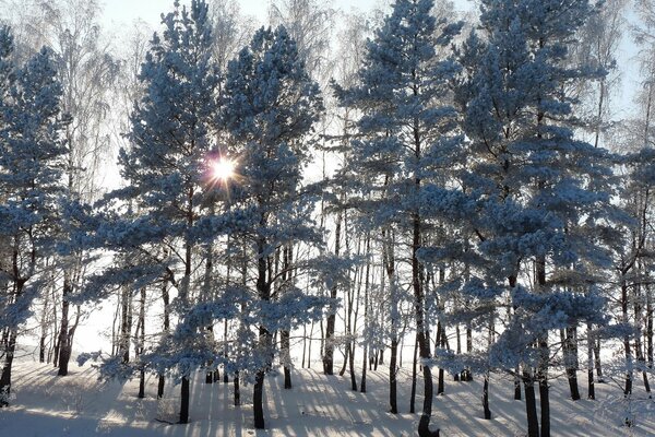 Schöne Sonnenstrahlen und Fichten im Winter