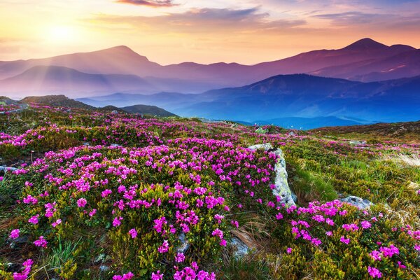 Flower field on the background of a mountain landscape