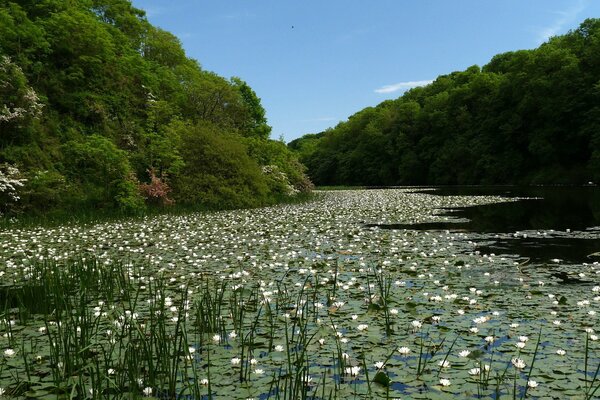 Nénuphars blancs dans le lac de la forêt