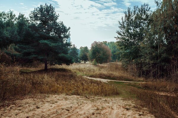 A lush pine tree by a sandy road in the forest