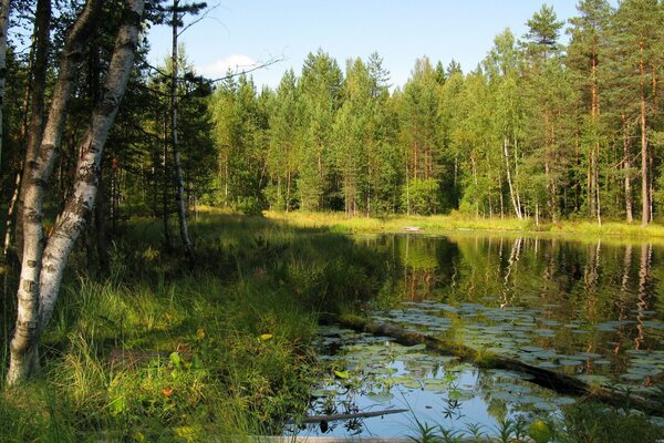 Birkenwald am Fluss im Sommer