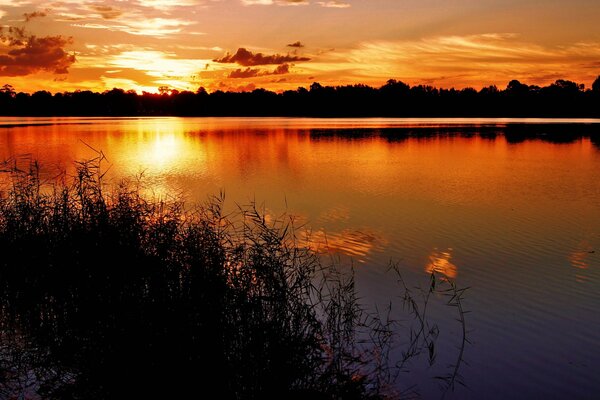 Sagome sfocate di alberi e nuvole in un lago serale aromatizzato con un tramonto rosso-rosso