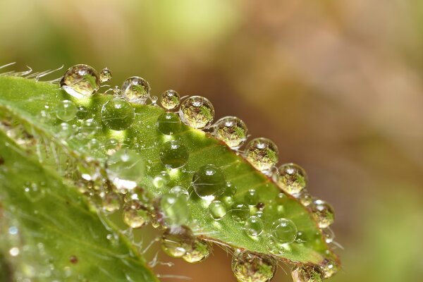 Green leaf in dew drops