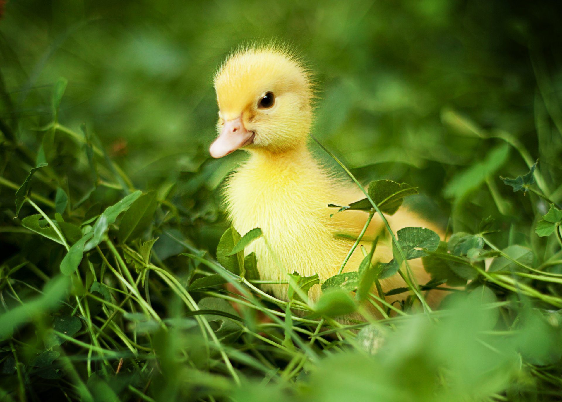 anna levankova nature birds ducks chicks chick chick grass greenery