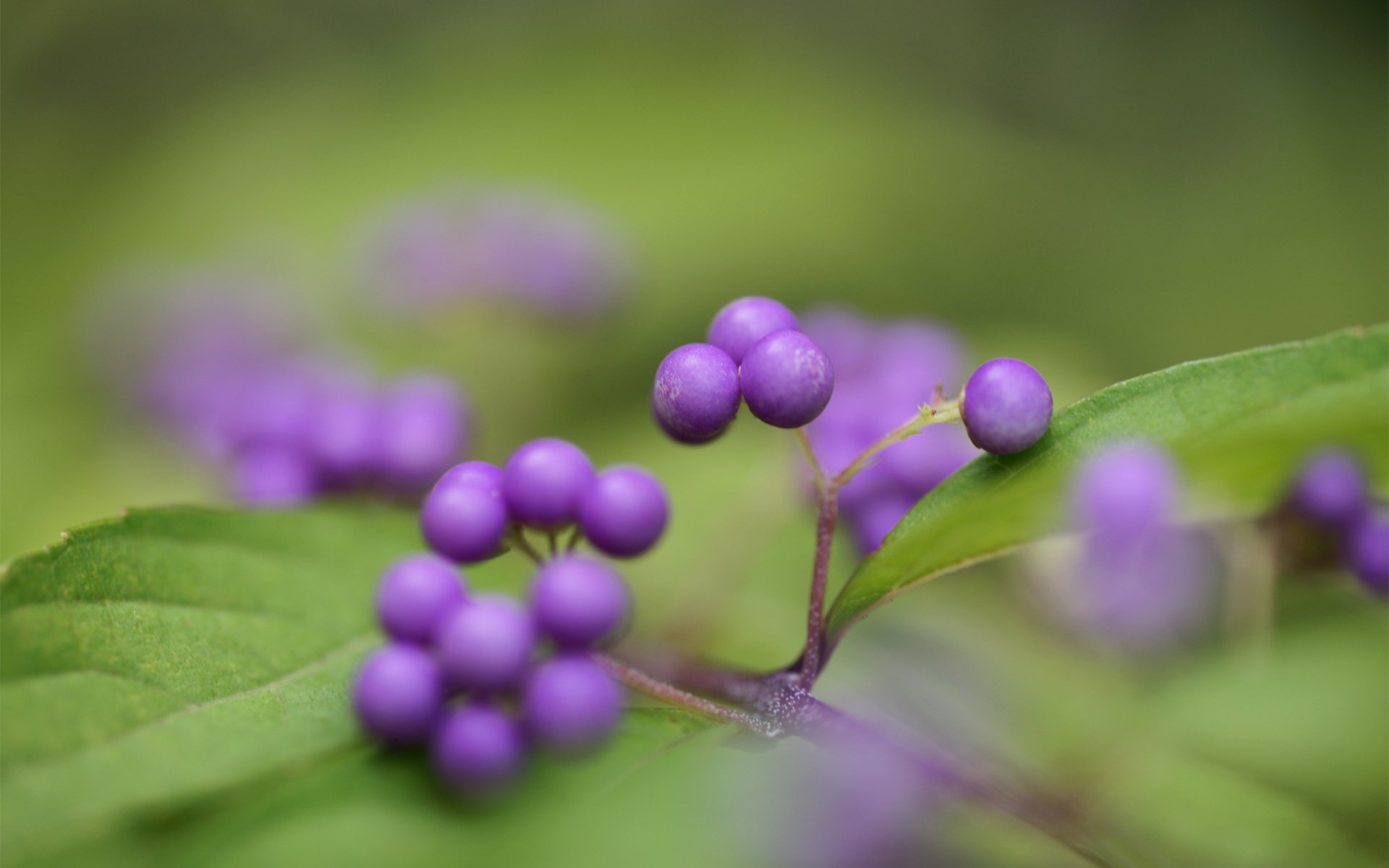 arbusto bacche viola bellissimo frutto callicarpa foglie verde messa a fuoco