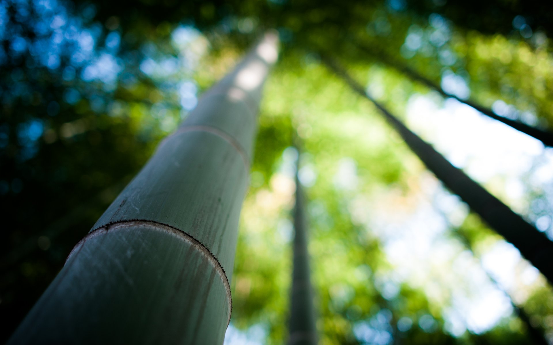 bambú naturaleza tronco árbol enfoque