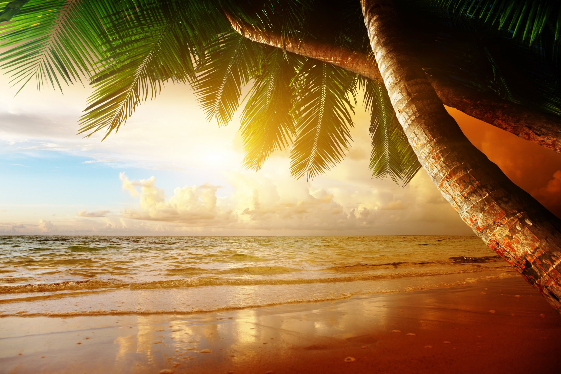 tropical sunset paradise beach coast sea ocean palm summer sand tropics coast palm tree