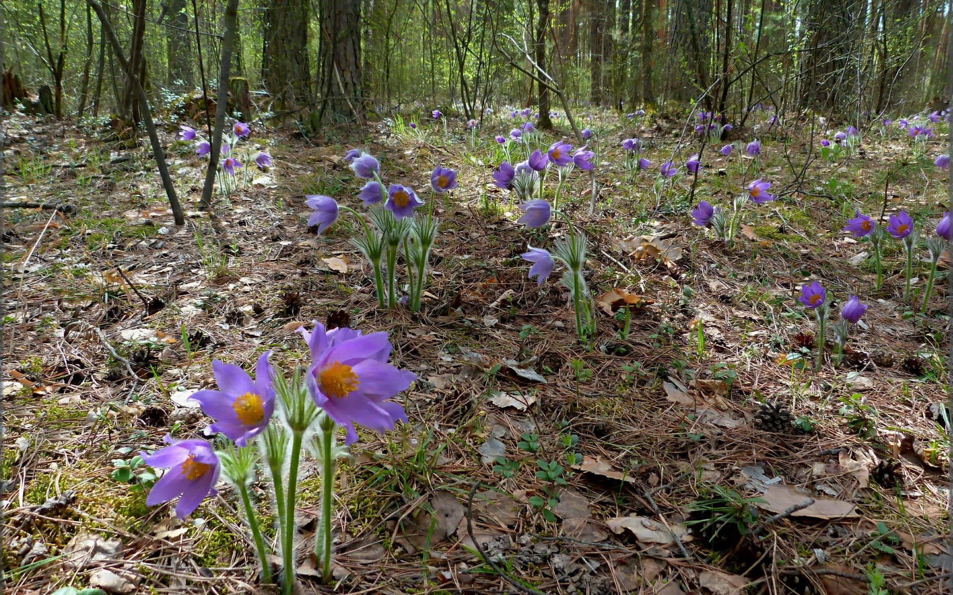 forest flower nature