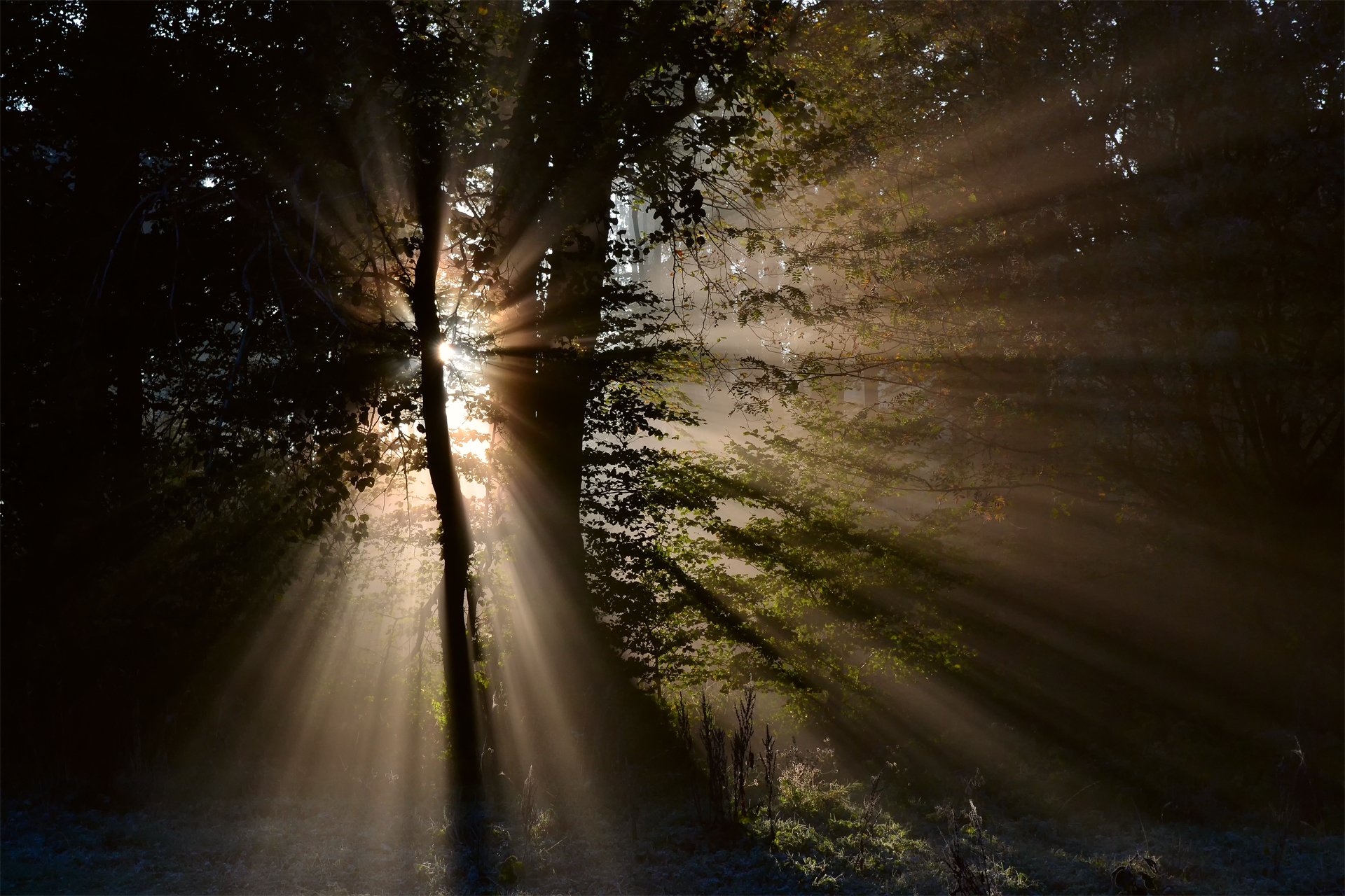 natur wald bäume strahlen licht sonne