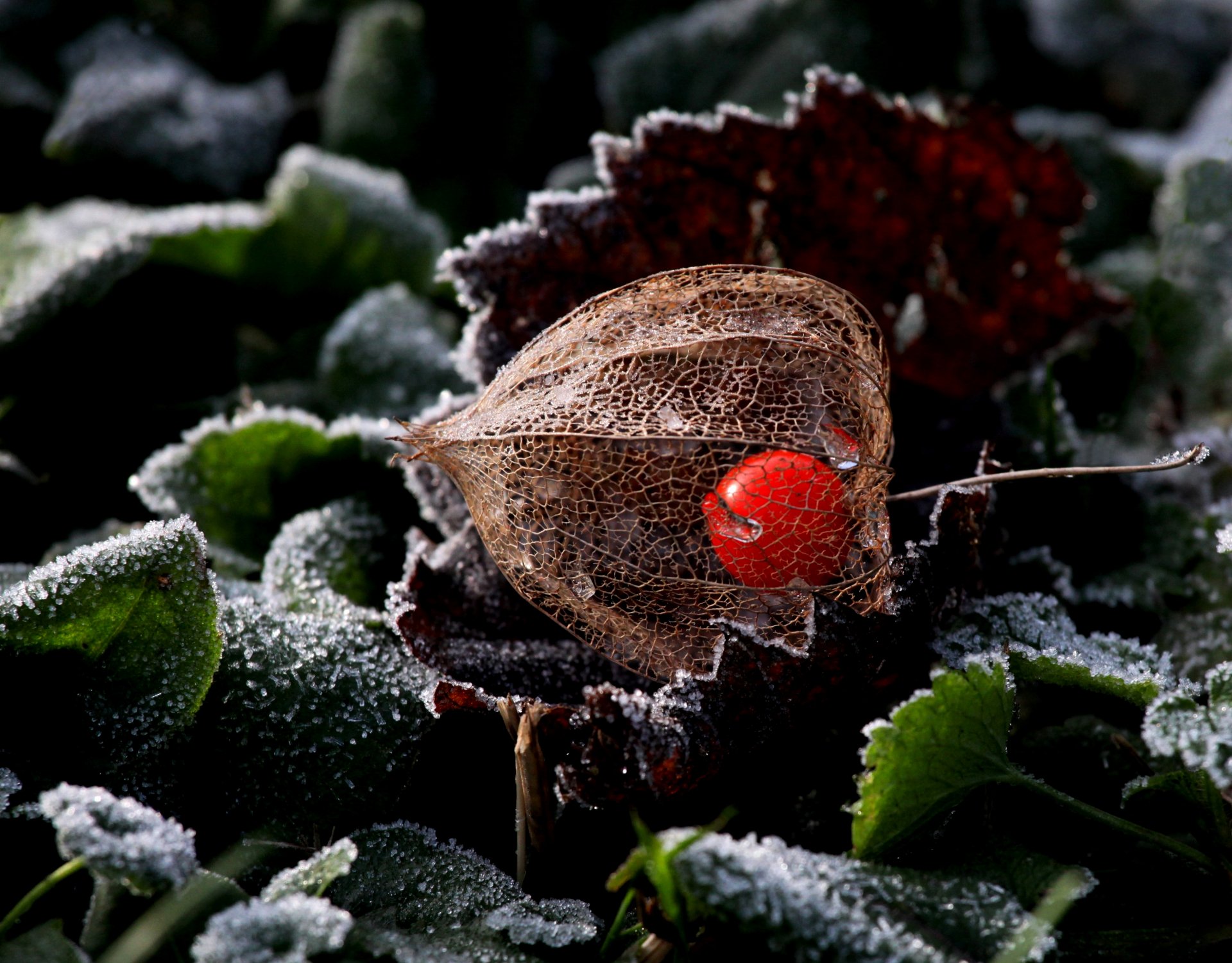 natur pflanze physalis frost frost blätter