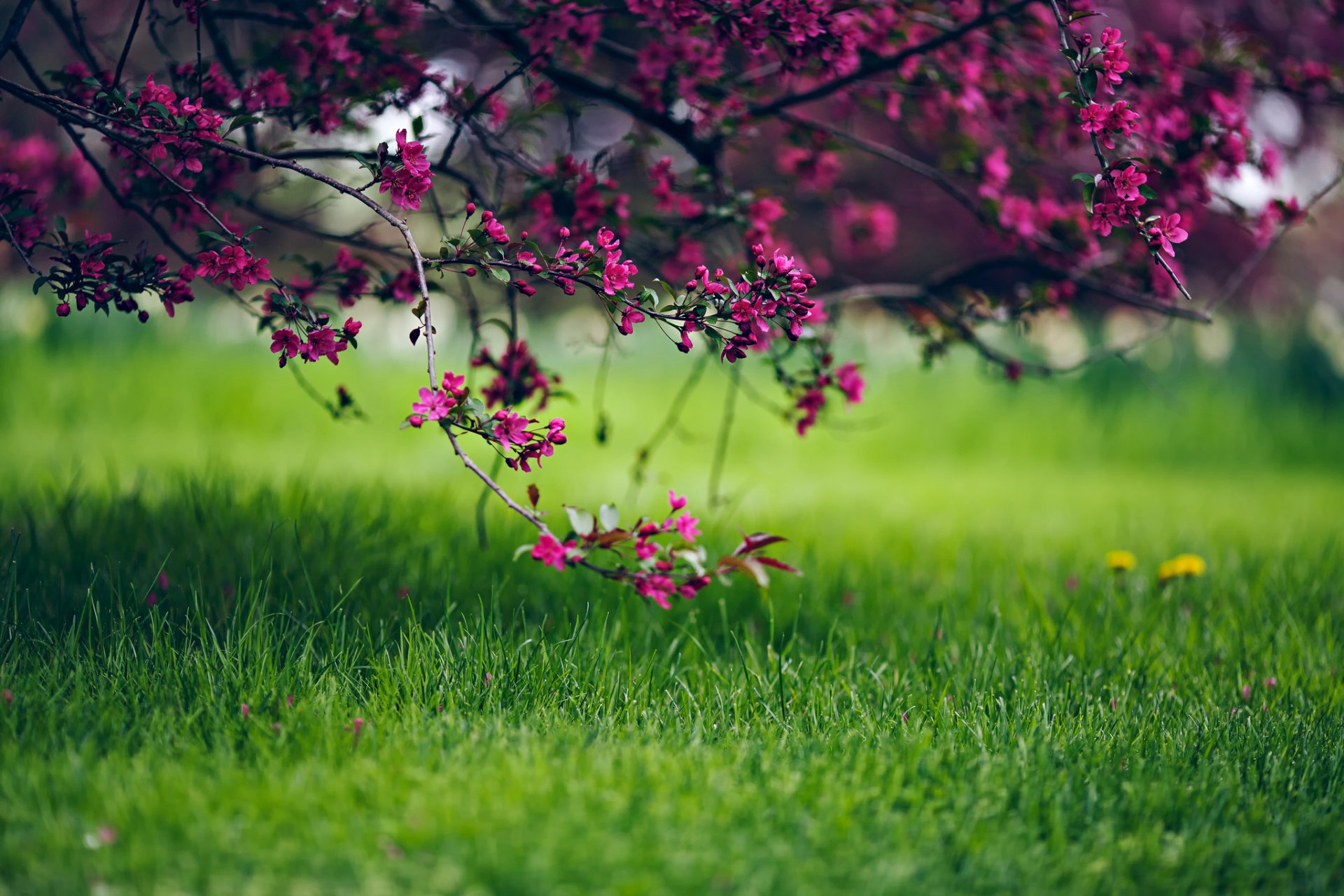 natura kwiaty wiosna trawa bokeh drzewo