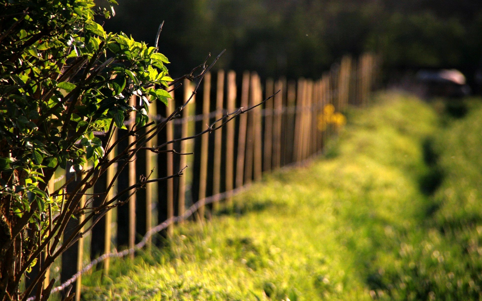 naturaleza macro árbol árboles ramas hojas hojas hojas hojas hierba vegetación prado cerca cerca cerca sol día desenfoque bokeh fondo fondo de pantalla pantalla ancha pantalla completa pantalla ancha