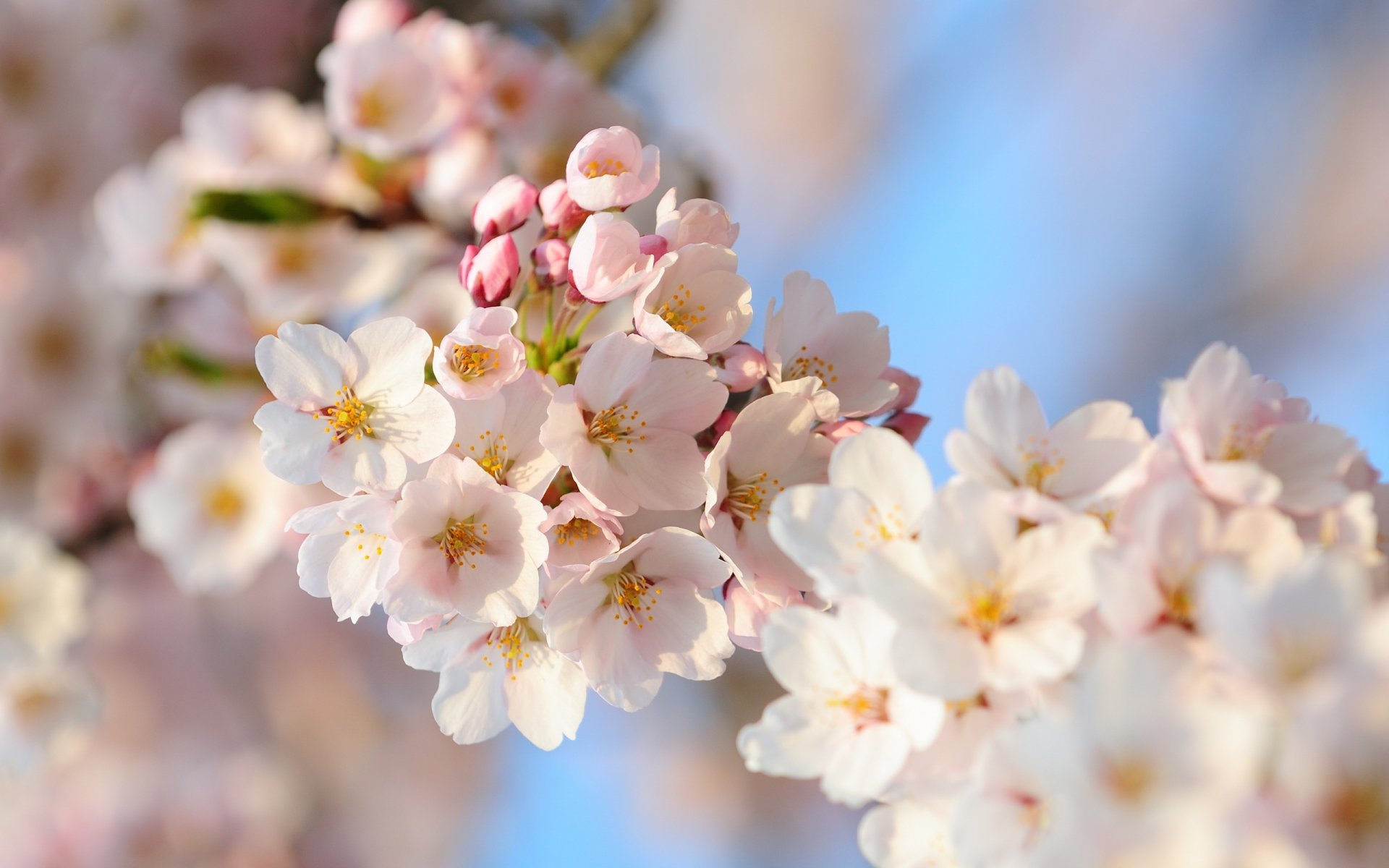 cherry sakura flower japan